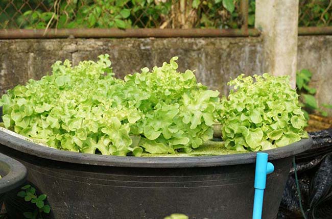 Aquaponics gardening