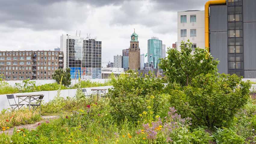 Benefits Of Rooftop Gardening