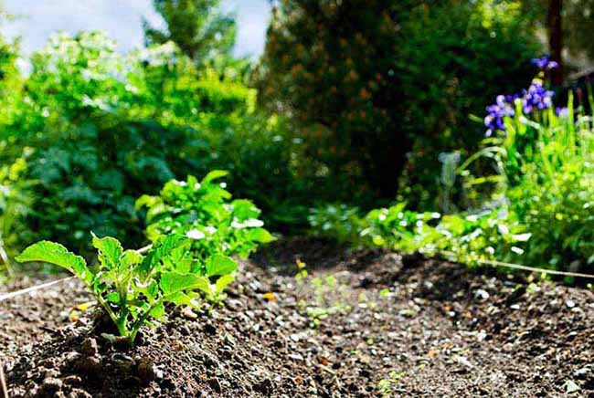 Biodynamic Gardening