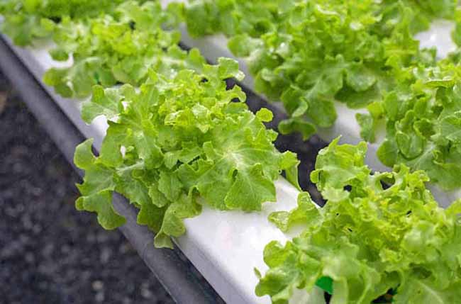 Hydrophonic gardening