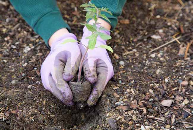 Organic Gardening