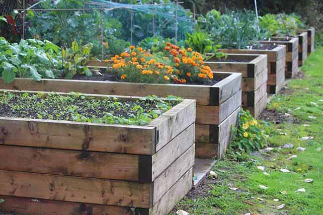 Raised bed gardening