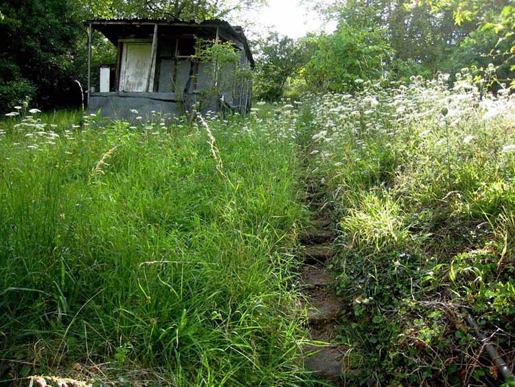 Trimming overgrown garden easily