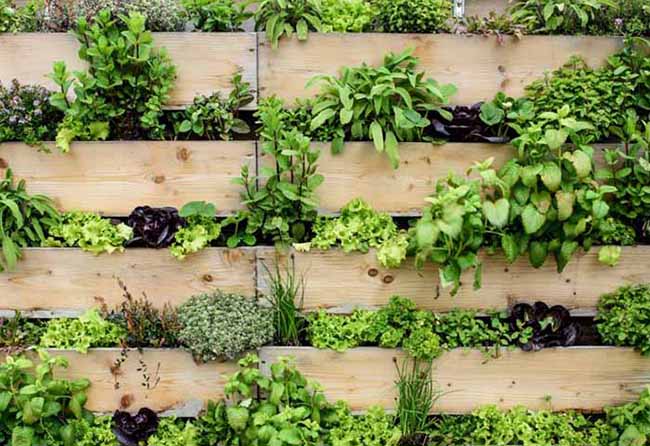 Vertical Gardening