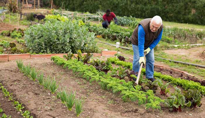 Why Elderly Gardening Is important