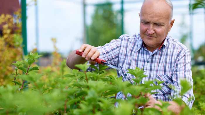 Why do you need gardening at old age