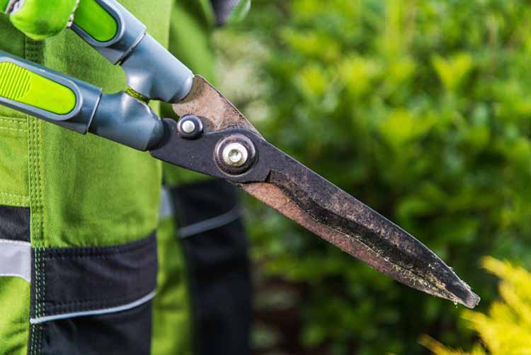 The Best way to clean rusty garden tools